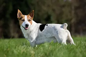 Docked: Dog - Jack Russell in garden