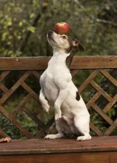 Tricks: DOG. Jack Russell on a garden seat, with an apple