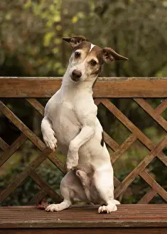 Lifting: DOG. Jack Russell on a garden seat, autumn