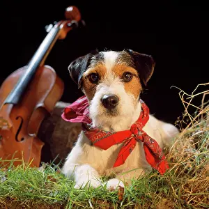 Gypsy: DOG - Jack Russell in gypsy setting, studio shot