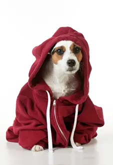 Hoodies: Dog - Jack Russell in a Hoodie