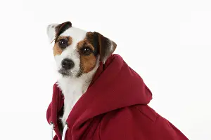 Hoodies: Dog - Jack Russell in a Hoodie