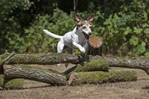 310818: DOG. Jack Russell jumping over logs