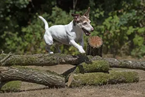 310818: DOG. Jack Russell jumping over logs
