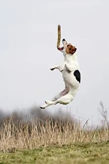 Jack: Dog - Jack Russell - jumping for stick
