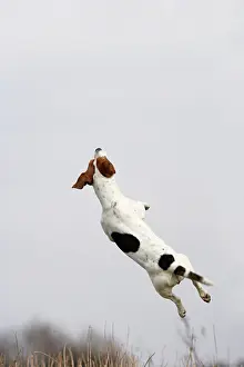 Jack: Dog - Jack Russell - jumping for stick