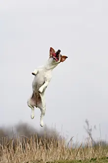 Jack: Dog - Jack Russell - jumping for stick