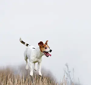 Jack: Dog - Jack Russell - jumping for stick