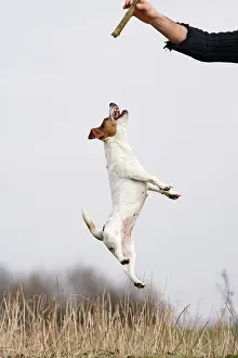 Jack: Dog - Jack Russell - jumping for stick