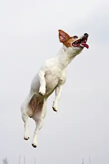 Jack: Dog - Jack Russell - jumping for stick