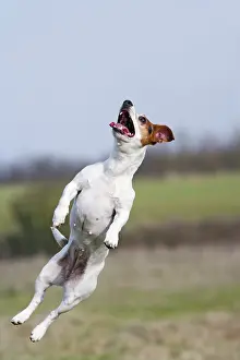 Jack: Dog - Jack Russell - jumping for stick