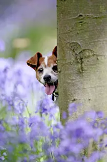 Jack: Dog - Jack Russell - looking around tree in bluebell wood