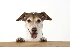 310818: DOG. Jack Russell looking over wood