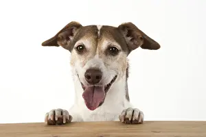 Panting: DOG. Jack Russell looking over wood