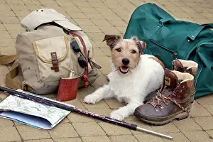 Explorer: Dog - Jack Russell lying down next to walkers travel