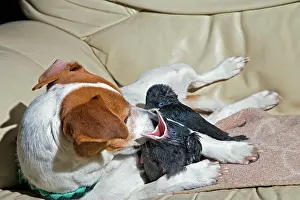 Jackdaws: Dog - Jack Russell mothers baby Jackdaws