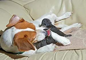 Jackdaws: Dog - Jack Russell mothers baby Jackdaws