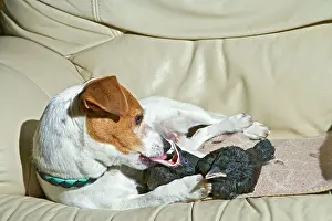 Jackdaws: Dog - Jack Russell mothers baby Jackdaws