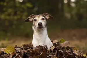 100119: DOG, Jack Russell in a pile of autumn leaves