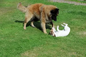 Larger: DOG. Jack russell playing with larger dog being submissive