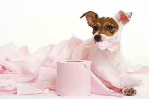 Tissue: Dog - Jack Russell - playing with toilet tissue