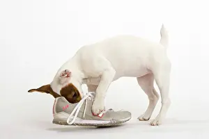 Trainer: Dog - Jack Russell - playing with trainer