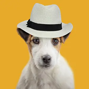 100817: Dog - Jack Russell puppy wearing Panama Hat Digital