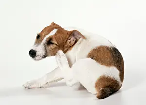 Displacement: DOG - Jack Russell, scratching itself