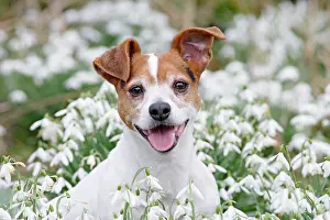 Jack: Dog - Jack Russell - sitting in snowdrops