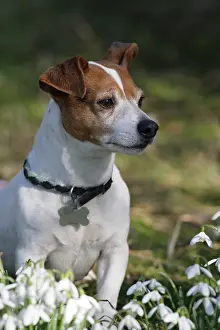 Russell: Dog - Jack russell in snowdrops