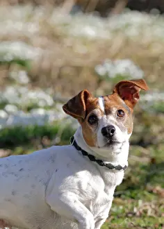 Russell: Dog - Jack russell in snowdrops