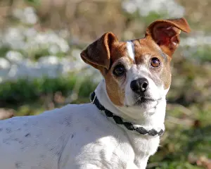 Russell: Dog - Jack russell in snowdrops
