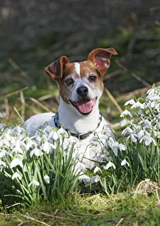 Russell: Dog - Jack russell in snowdrops