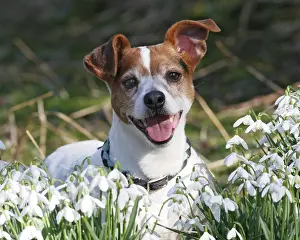Jack: Dog - Jack russell in snowdrops