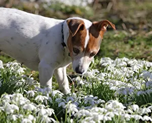 Jack: Dog - Jack russell in snowdrops