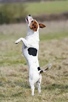 Jack: Dog - Jack Russell - standing on hind legs