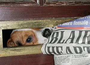 Newspaper: DOG - Jack Russell takes newspaper at letterbox