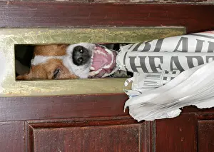 Newspaper: DOG - Jack Russell takes newspaper at letterbox