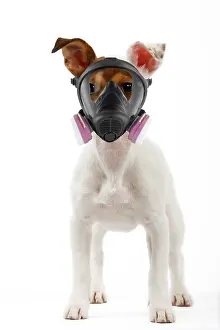 Mask: Dog - Jack Russell Terrier 4 month old puppy with