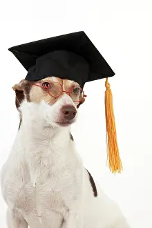 Boards: Dog - Jack Russell Terrier