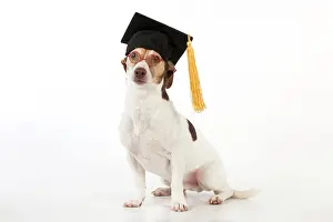 Boards: Dog - Jack Russell Terrier