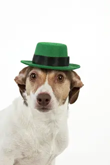 Patrick: Dog - Jack Russell Terrier