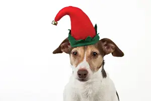 Pixie: Dog - Jack Russell Terrier