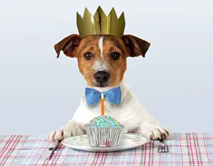 Cakes: DOG - Jack russell terrier