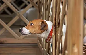 Stuck: Dog - Jack Russell Terrier