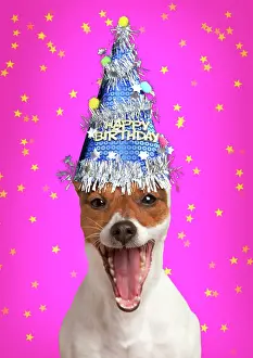 Barking: Dog Jack Russell Terrier