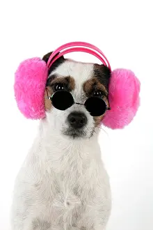 Warmer: Dog Jack Russell Terrier