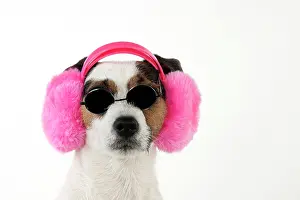 Warmer: Dog Jack Russell Terrier
