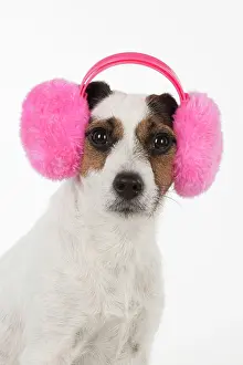 Warmer: Dog Jack Russell Terrier