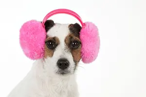 Warmer: Dog Jack Russell Terrier
